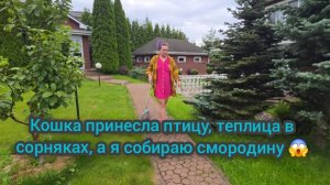 Кошка принесла птицу, теплица в сорняках, а я собираю смородину 😱🍒 | Отчаянная домохозяйка #влог