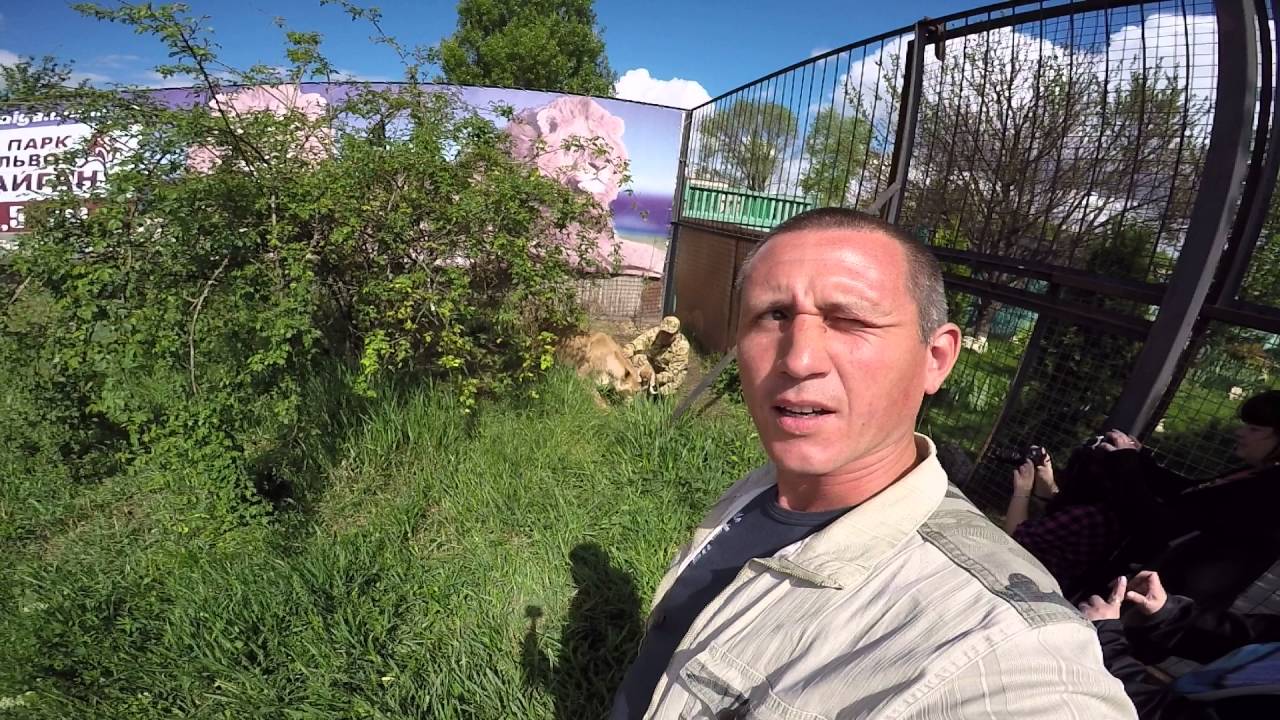Эксклюзивное видео,мама львица с малышами в сафари смотреть онлайн