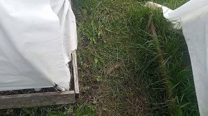 Устала от борьбы со слизнями, дождями, и это последний мой огородный сезон, не вижу смысла в этом