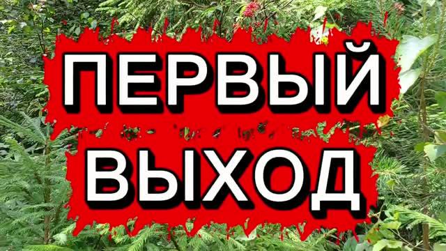Первый выход за лисичками🎲