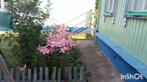 Лилии цветут ! Выкопала Чеснок. Покупки в сельмаге