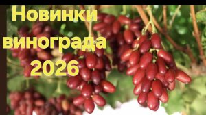 Анонс новинок винограда 2026. #виноград #новыесорта #раннийкишмиш