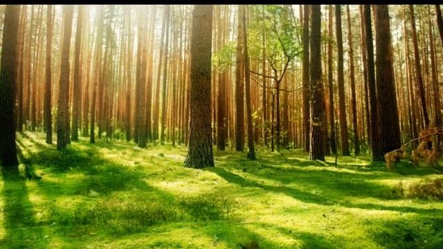 Пронзительная мелодия Michael Hoppe - Tapestry смотреть онлайн