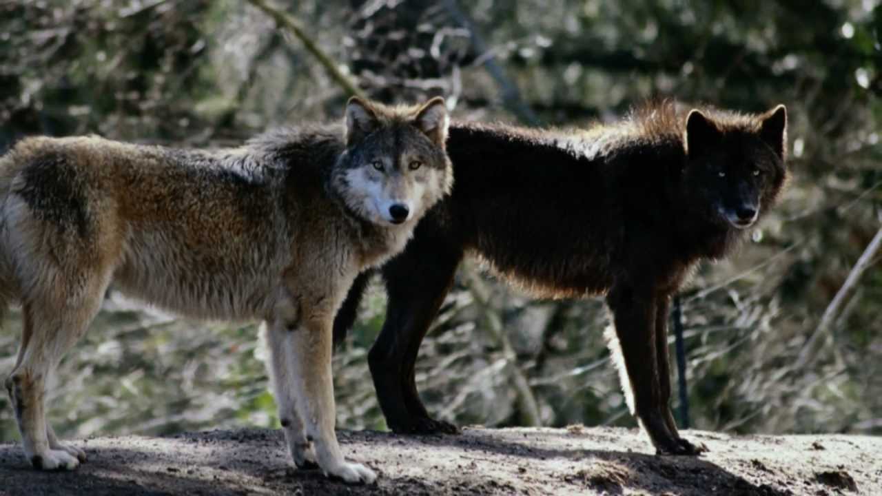 Vangelis - Alpha WOLF смотреть онлайн
