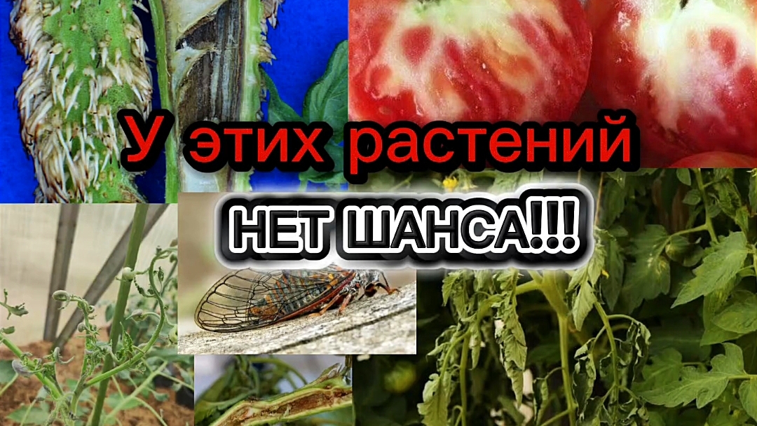 Страшнее кладика и фитофторы! Болезни томатов и др. растений,которые не лечатся и убивают растения смотреть онлайн