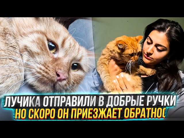 Лучика отправили в новую семью, но он там не приживается 😔 Скоро приедет домой. СМОТРЕТЬ ДО КОНЦА. смотреть онлайн