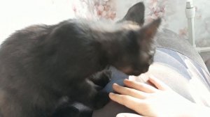 1 ВИДЕО МИЛКИ