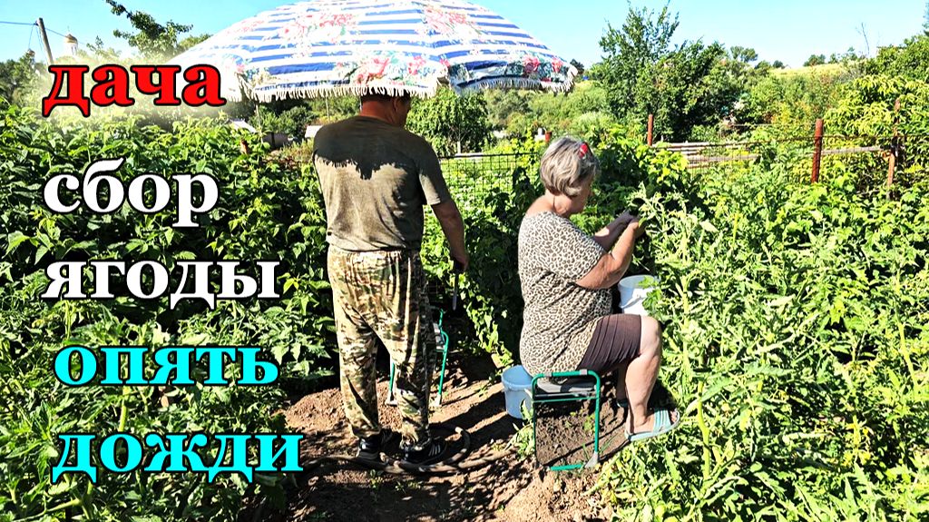 Дача.Малина на выкид.Собираем ягоду.То дождь то жара смотреть онлайн