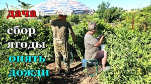 Дача.Малина на выкид.Собираем ягоду.То дождь то жара