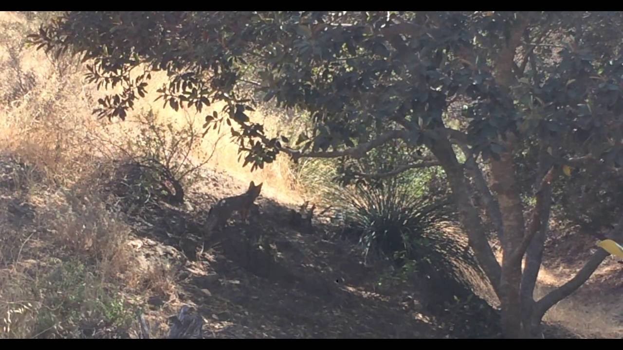CALIFORNIAN GRAY FOX KITS CLIMB MAGNOLIA IN OUR BACK YARD! смотреть онлайн