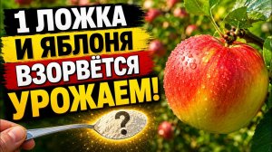 ДАЙТЕ ЭТО ЯБЛОНЕ В ИЮЛЕ — И ЯБЛОКИ ВЫРАСТУТ С КУЛАК!
