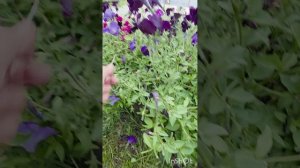 Стрижка петунии в июле
#асмр #асмрвсаду #сад #петуния #цветы