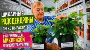 Почему у одних рододендроны шикарные, а у других чахнут?