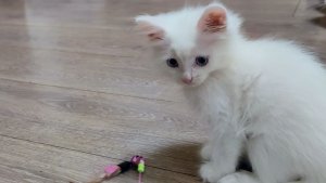 Мама-кошка отдыхает, а её котята весело играют. Счастливые кошачьи семена.