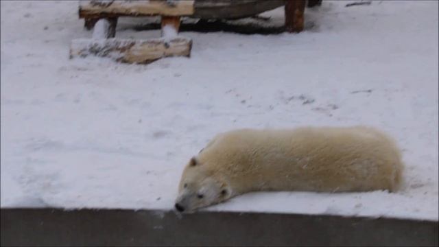 Белочка наблюдает сверху, а Стрелочка бегает внизу 04.02.2025
