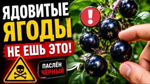 Смертельная катастрофа: ТОП-20 токсичных плодов наших лесов