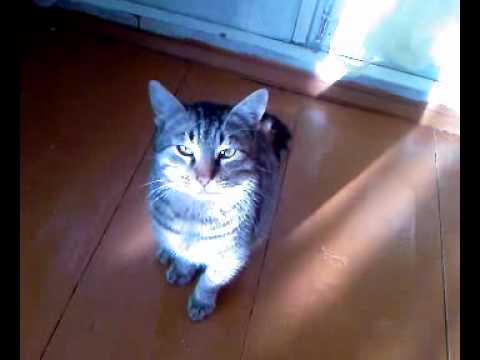 Видео-0011.mp4 смотреть онлайн