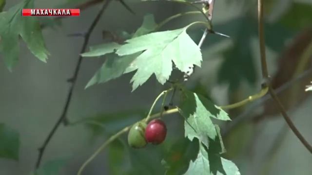 Эльтавский лес станет ООПТ смотреть онлайн