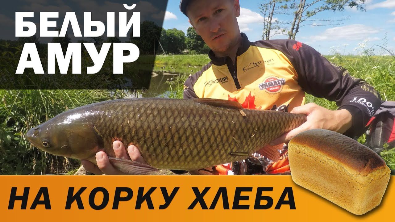 Ловля белого амура НА ХЛЕБ с поверхности / летняя рыбалка на фидер в пруду смотреть онлайн