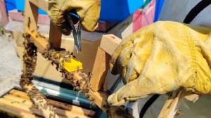 Как подсадить матку в основную пчелосемью