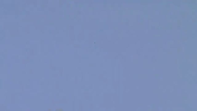 Нападение ястреба на голубей. смотреть онлайн