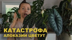 Что СТАЛО с цветущей алоказией / АЛОКАЗИЯ ЦВЕТЕТ что делать?/ МОИ цветущие АЛОКАЗИИ на сегодня.
