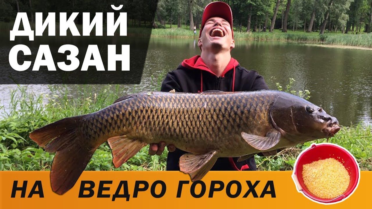 ОГРОМНЫЙ САЗАН на фидер, рыбалка с ночёвкой, выжидаем трофей смотреть онлайн