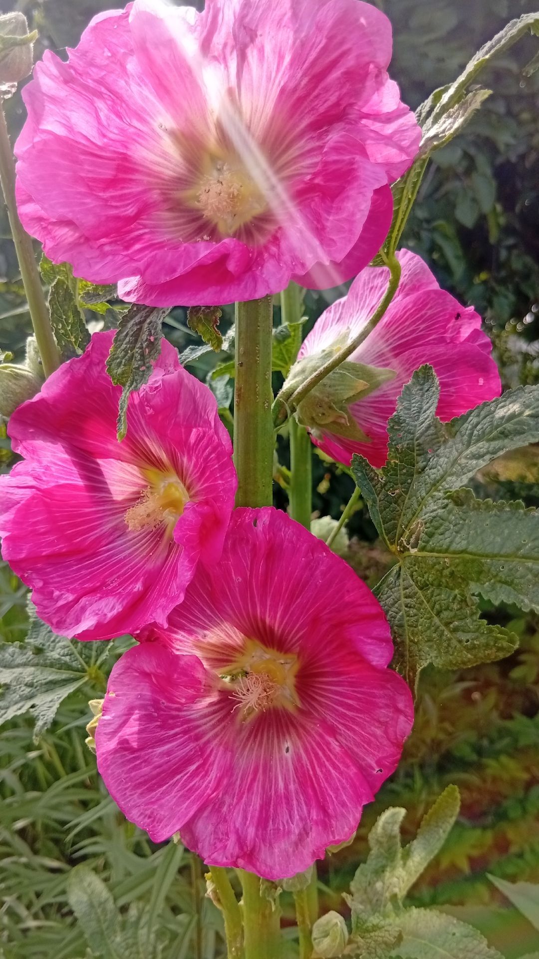 НАШ ЦВЕТУЩИЙ САД 🌻РОЗЫ, КЛЕМАТИСЫ, МАЛЬВА #flowers #garden #shorts  #дача #цветы #огород