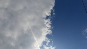 11.07.26 г. Андижанская порода голубей (2)