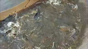 Зарыбление осетром нижнего водоёма 200 кг. Клёвое место, Лосиный остров.