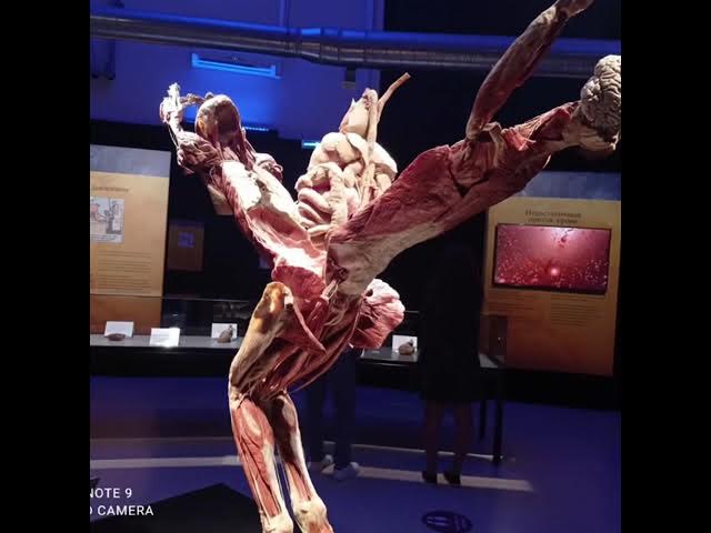 Мир тела. Body Worlds. ВДНХ Москва. VDNH Moscow смотреть онлайн