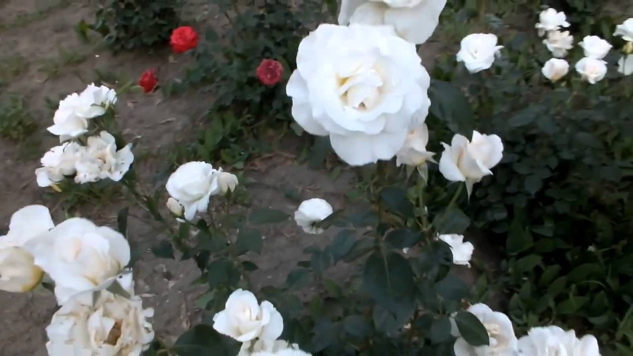 Приятная музыка, и розы_.mp4 смотреть онлайн