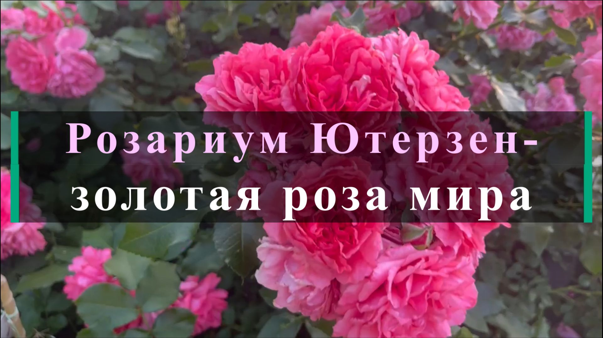 Розариум Ютерзен- золотая роза мира смотреть онлайн