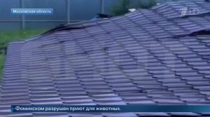 «Собаки в шоке»: в МО из-за смерча разрушены приют для животных и крыши домов.