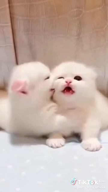 коты смотреть онлайн