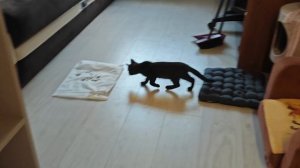 сердце из корма сьела милка