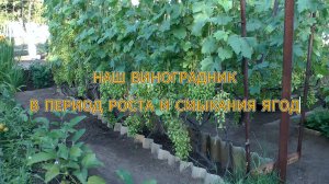 Наш виноград, в период роста и смыкания ягод (4К)
