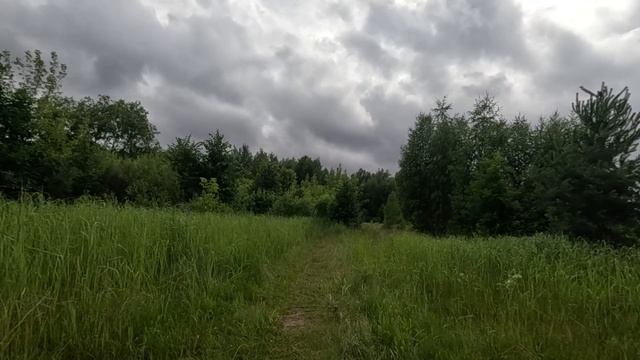 чудесный лес серия 21