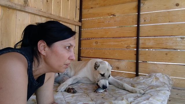 На перекус у Дуньки селедка🐕🐕🐕 смотреть онлайн