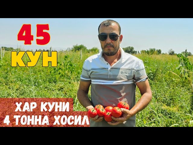 КУНИГА 4 ТОННАДАН ПОМИДОР ТЕРЯБМАН ( 12'000'000 СУМ ) BT 17-07 F1. смотреть онлайн
