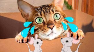 Милый маленький котёнок Приключение - мультик для маленьких мальчиков и девочек @littlekit