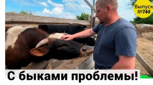 В этом году у нас проблемы со сбытом быков. Что будем делать! Омская деревня.