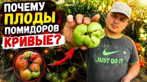 Почему плоды помидоров кривые? Не допустите этого на томатах!