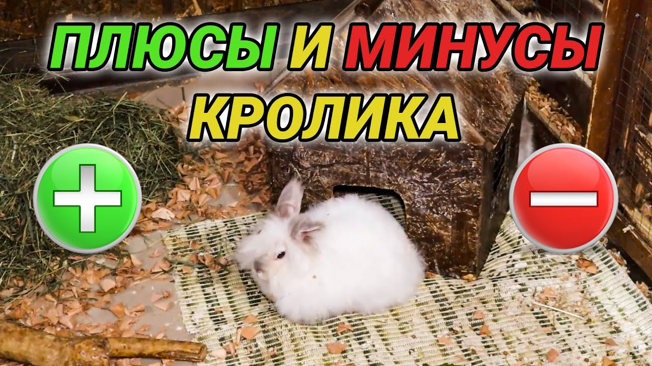 Декоративный кролик - плюсы и минусы. Кролик как домашнее животное смотреть онлайн