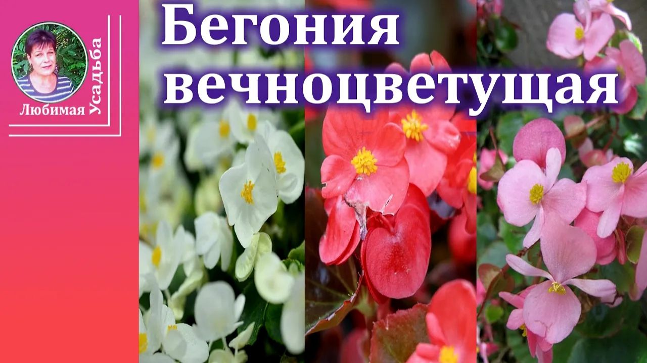 Бегония вечноцветущая: выращивание, уход и секреты пышного цветения смотреть онлайн