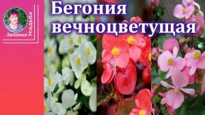 Бегония вечноцветущая: выращивание, уход и секреты пышного цветения