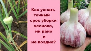 Как узнать ТОЧНОЕ ВРЕМЯ для уборки чеснока?