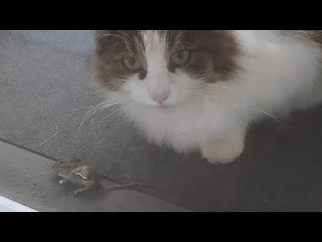 #Луна принесла мышку. Охота для Тайгера. #Luna brought a mouse. Hunting for Tiger. смотреть онлайн