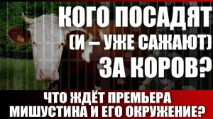 Кого посадят (и - уже сажают) за коров? Что ждёт премьера Мишустина и его окружение?