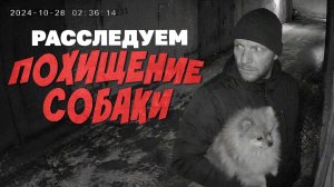 Кто и зачем ворует домашних собак?